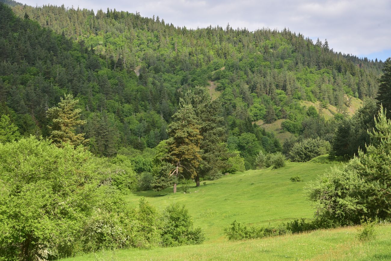 Цинубанская баня, image of landscape/habitat.