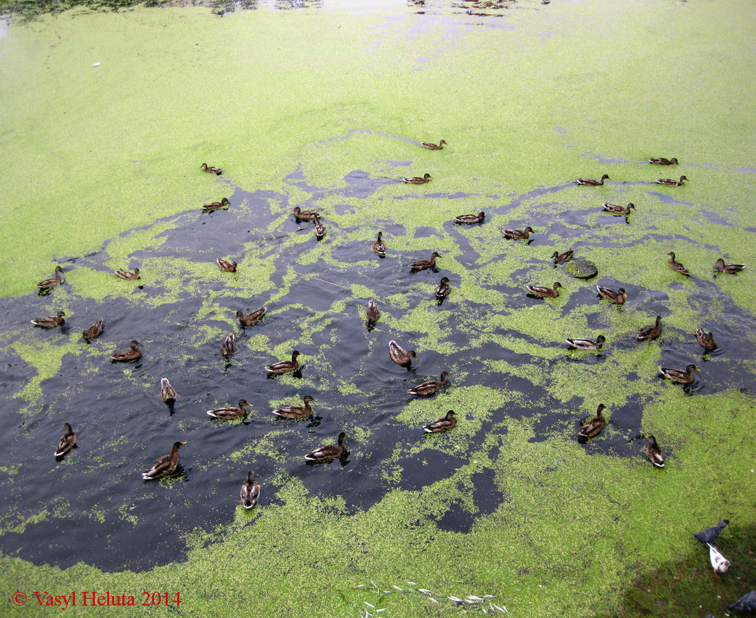 Южная Борщаговка, image of landscape/habitat.