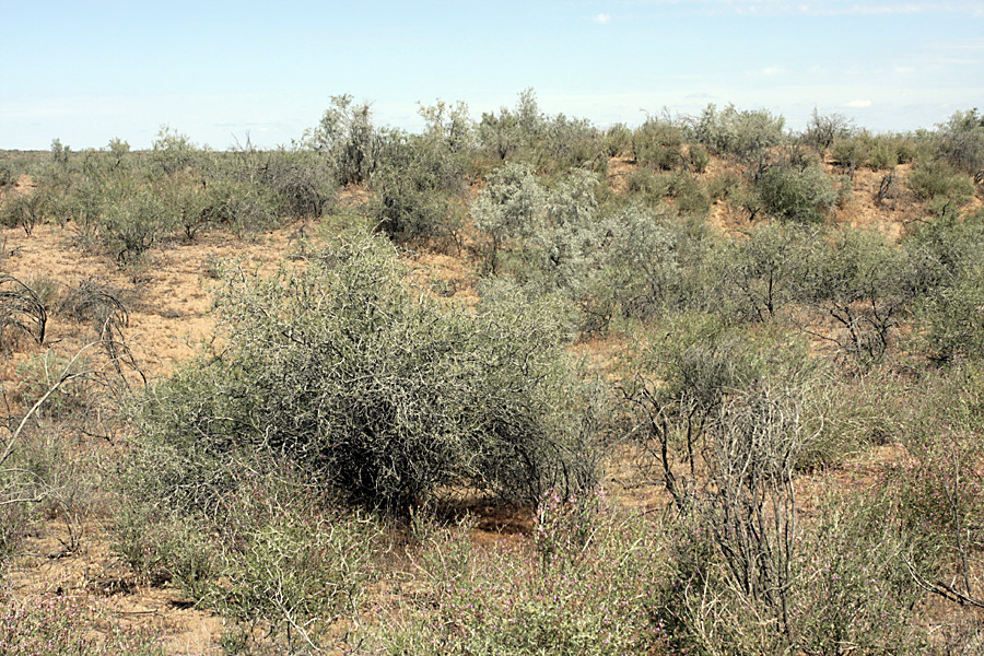 Кызылкум Восточный, image of landscape/habitat.