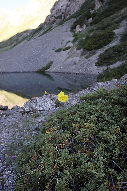 Ущелье Коксай, image of landscape/habitat.