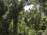 Mamu Tropical Skywalk, image of landscape/habitat.