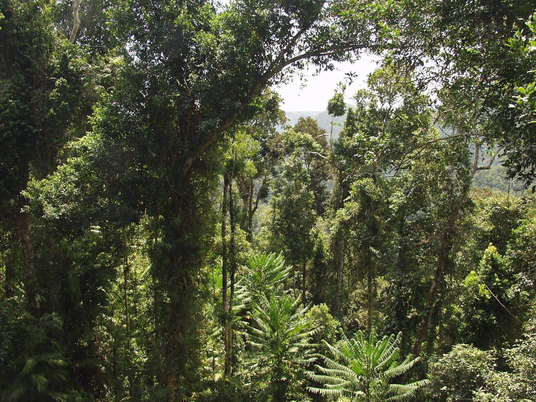 Mamu Tropical Skywalk, image of landscape/habitat.