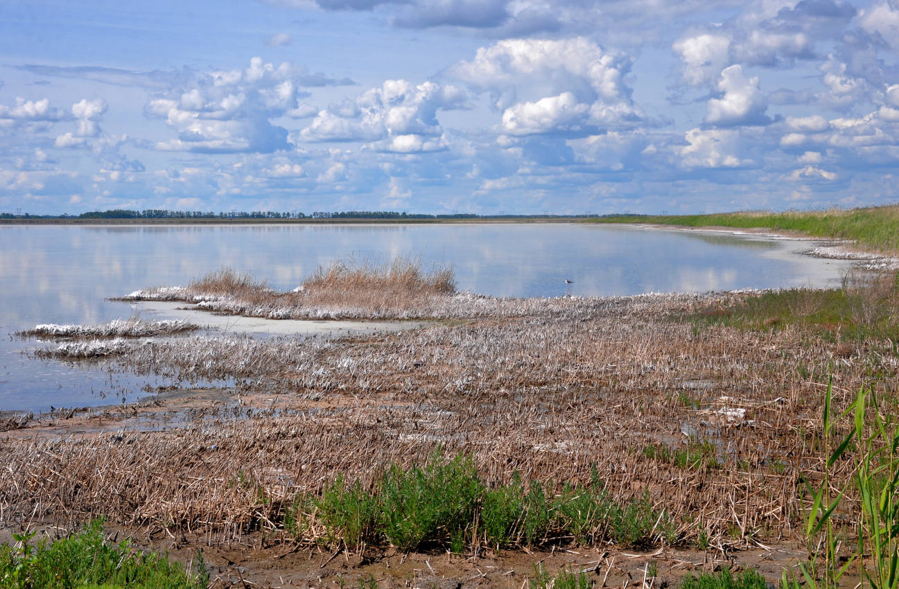 Окрестности села Гуселетово, image of landscape/habitat.