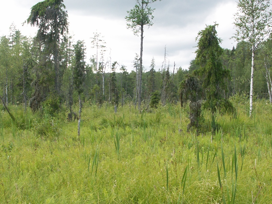 Болота у реки Обла, image of landscape/habitat.