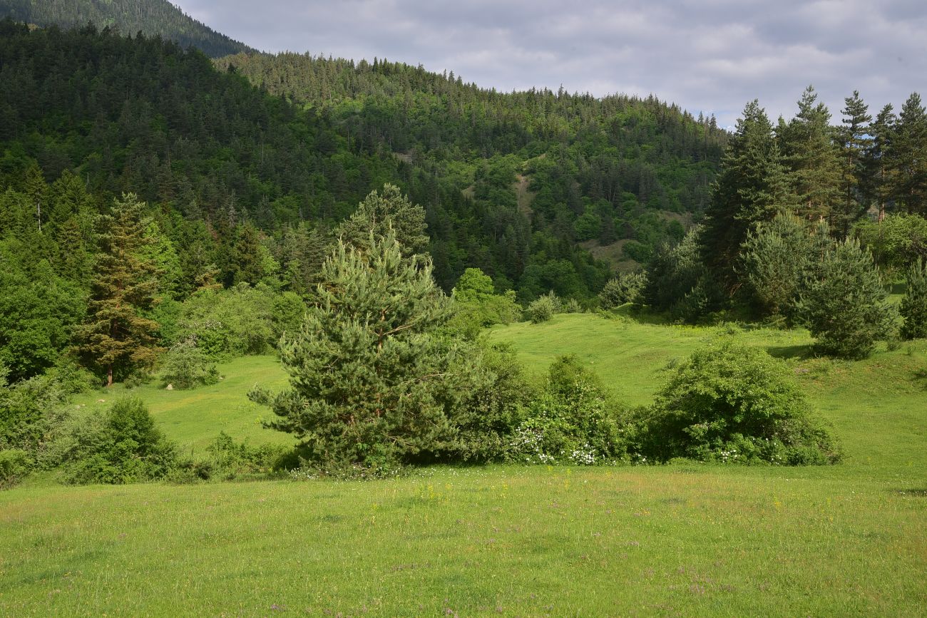 Цинубанская баня, image of landscape/habitat.