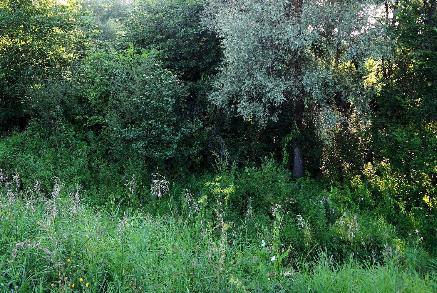 Мост через Позимь, image of landscape/habitat.