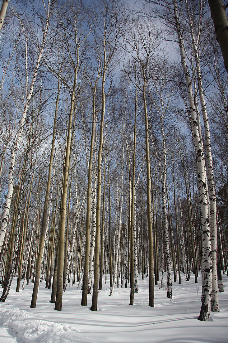 Тальцы, image of landscape/habitat.