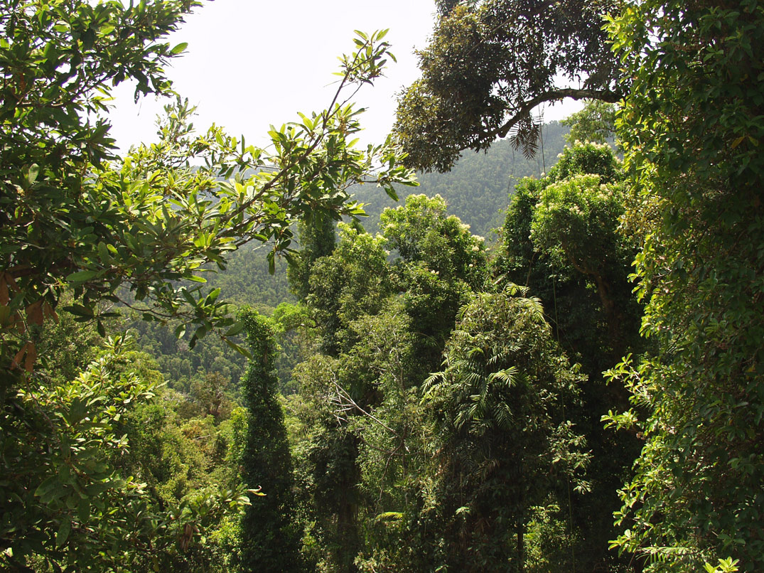 Mamu Tropical Skywalk, image of landscape/habitat.