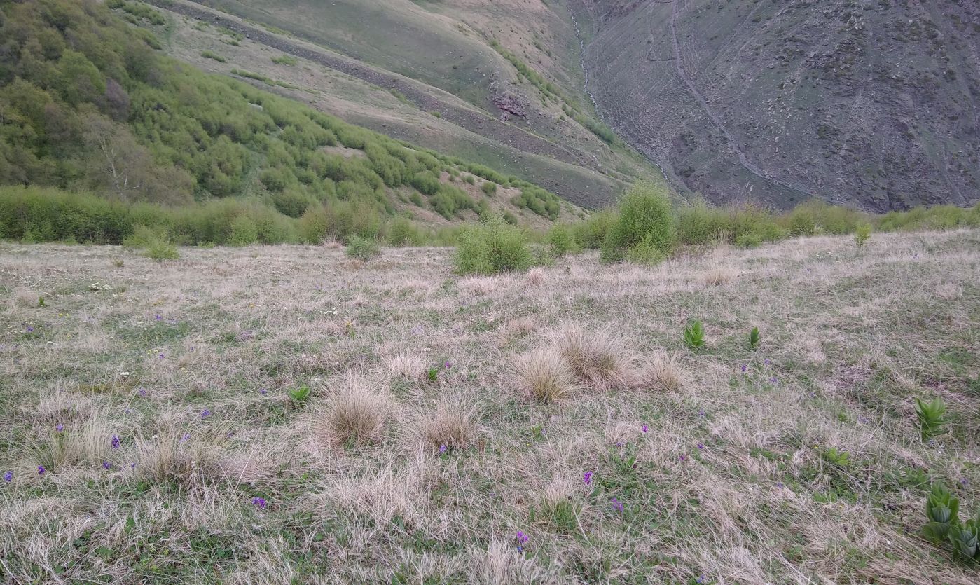 Гора Казбек, image of landscape/habitat.