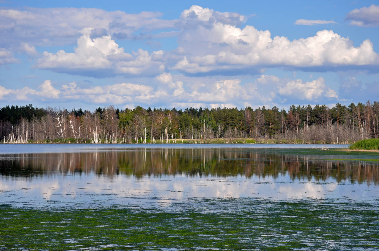 Окрестности села Гуселетово, image of landscape/habitat.