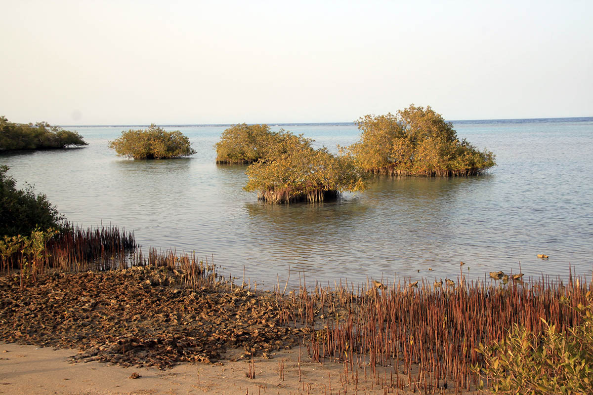 Вади-эль-Гемаль, image of landscape/habitat.