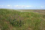 Северное Присивашье, image of landscape/habitat.