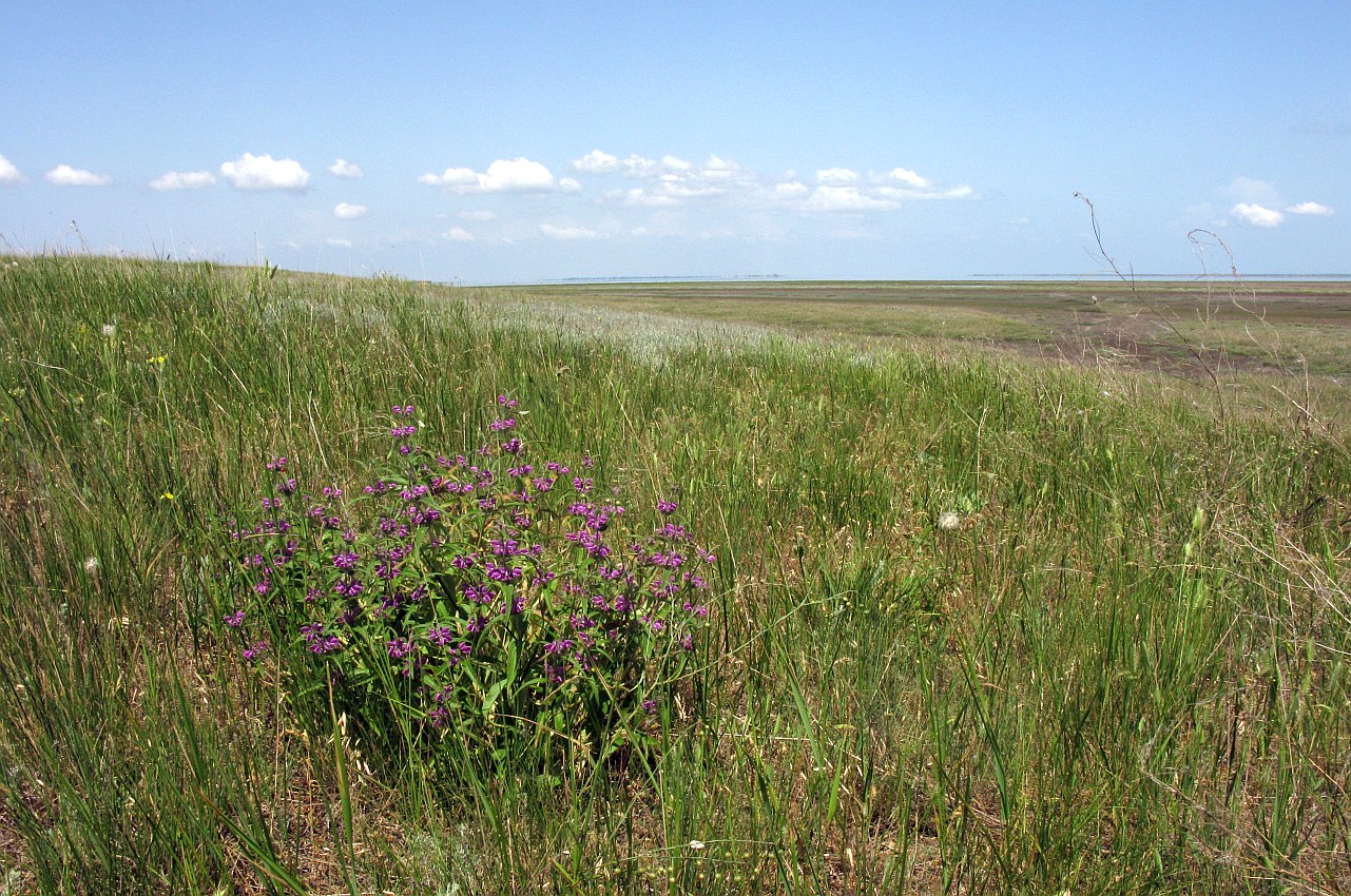 Северное Присивашье, image of landscape/habitat.