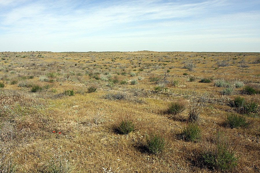 Кызылкум Восточный, image of landscape/habitat.