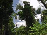 Mamu Tropical Skywalk, image of landscape/habitat.