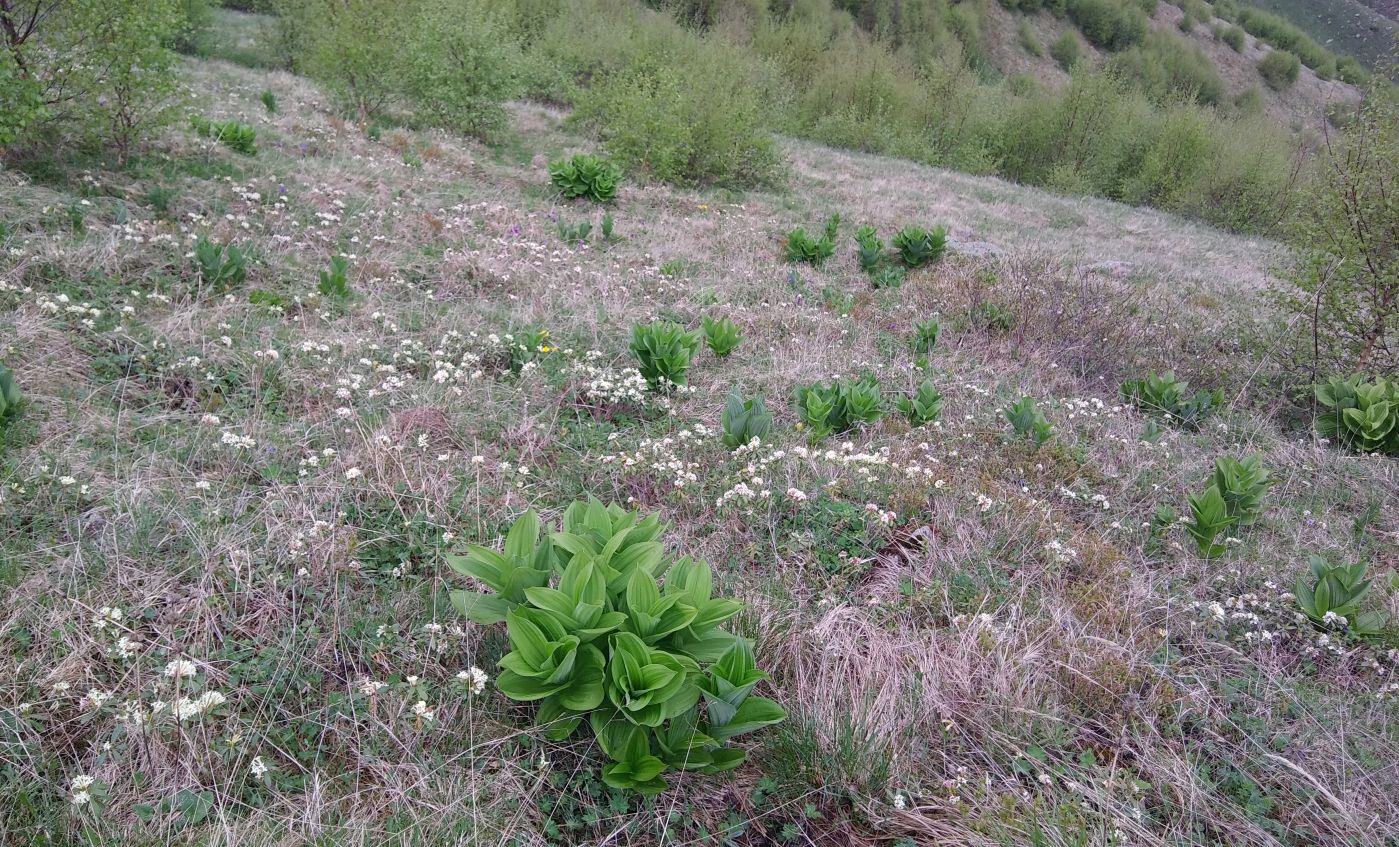 Гора Казбек, image of landscape/habitat.