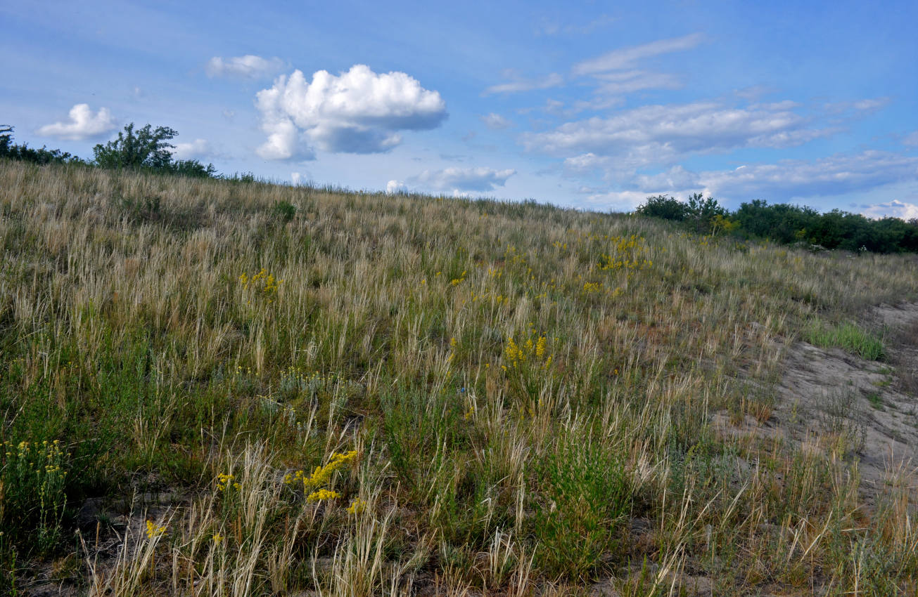 Окрестности села Гуселетово, image of landscape/habitat.