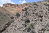 Исфара, image of landscape/habitat.