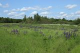 Езерище и окрестности, image of landscape/habitat.