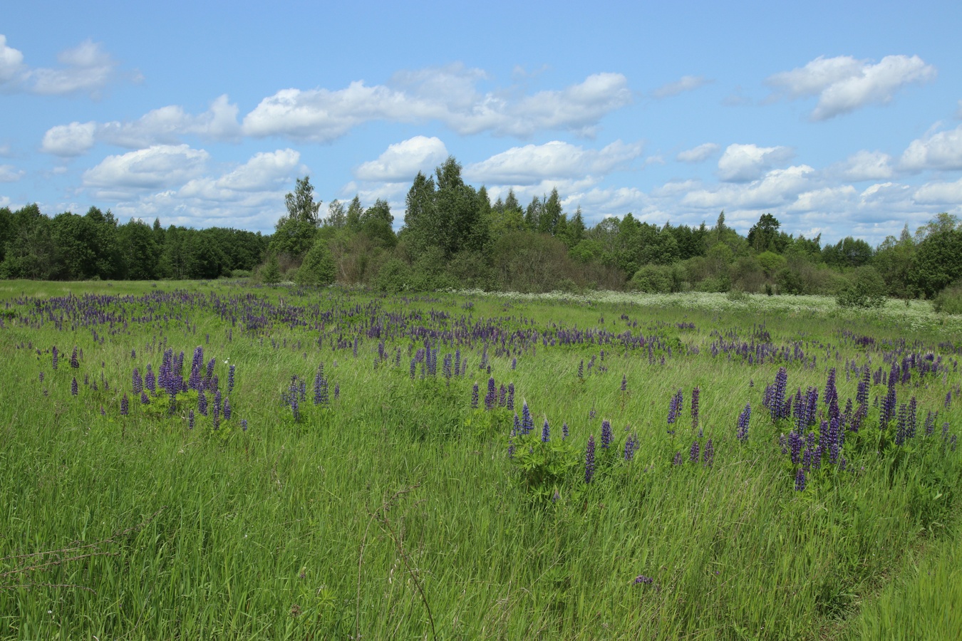 Езерище и окрестности, image of landscape/habitat.