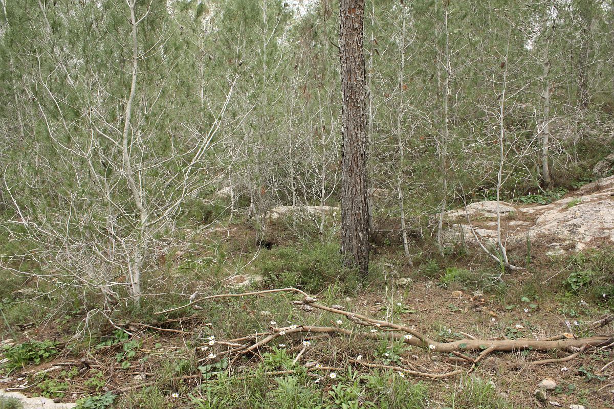 Предгорья Иудеи, image of landscape/habitat.