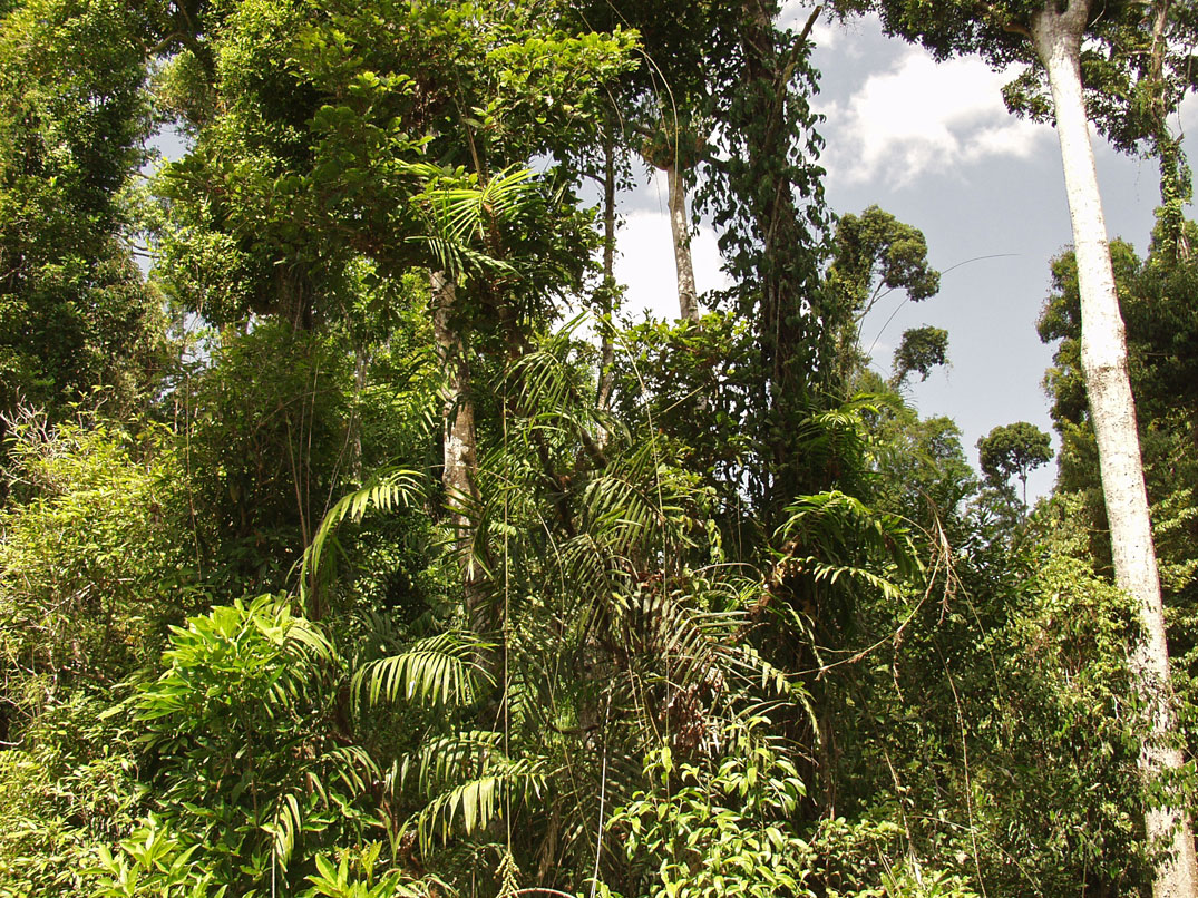 Mamu Tropical Skywalk, image of landscape/habitat.