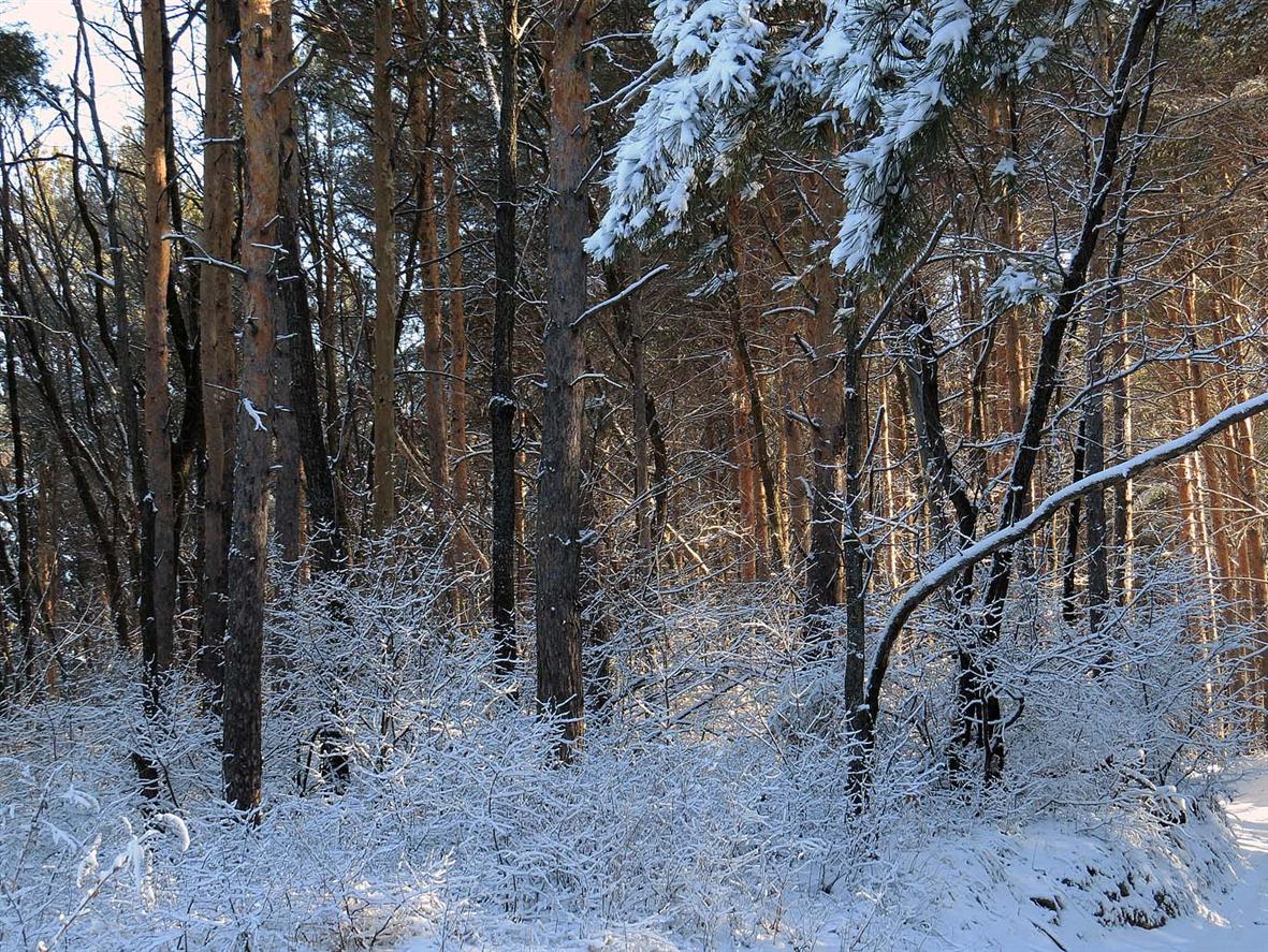 Верхняя Терраса и окрестности, image of landscape/habitat.