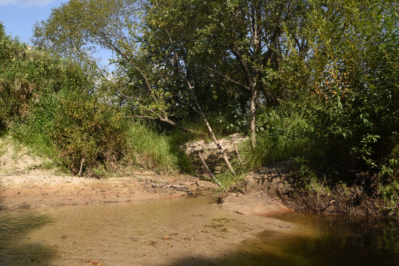 Устье безымянного ручья, image of landscape/habitat.