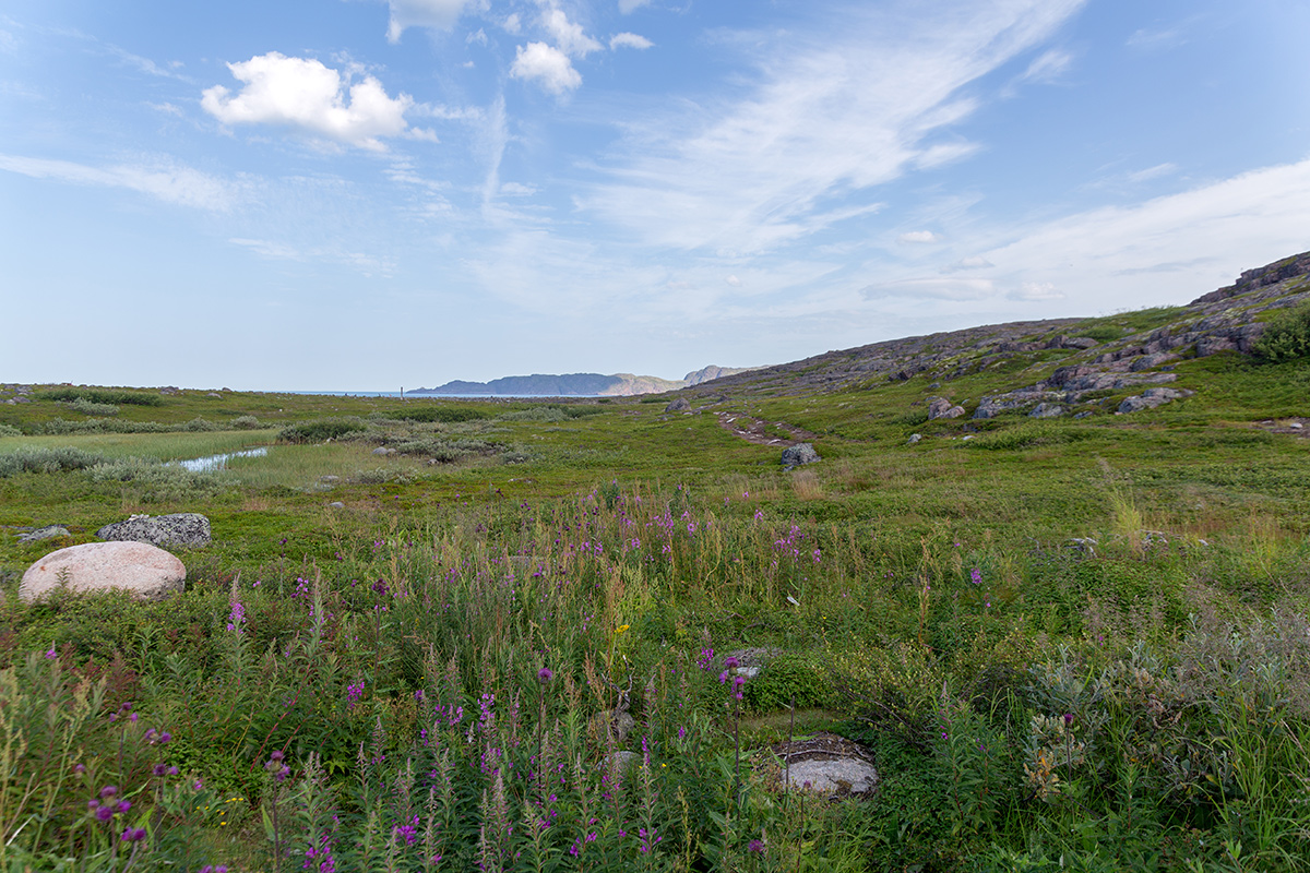 Териберка, image of landscape/habitat.