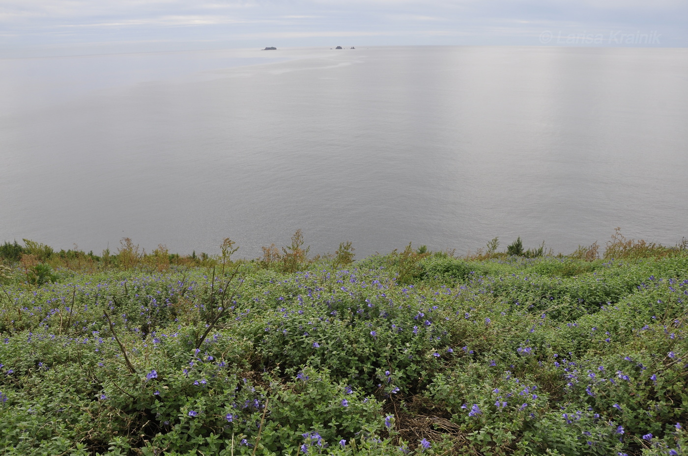 Остров Клыкова, image of landscape/habitat.