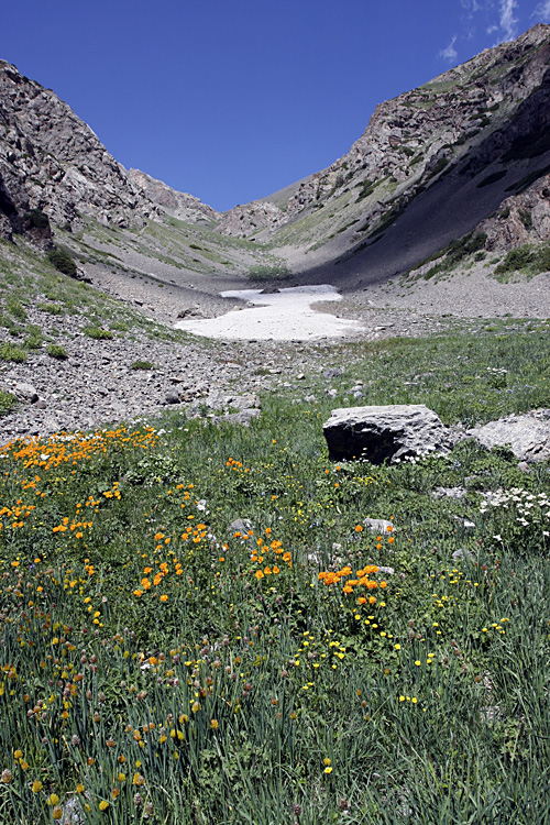 Ущелье Коксай, image of landscape/habitat.