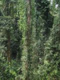 Mamu Tropical Skywalk, image of landscape/habitat.