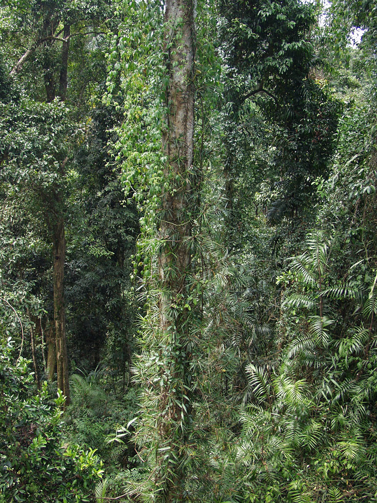 Mamu Tropical Skywalk, image of landscape/habitat.