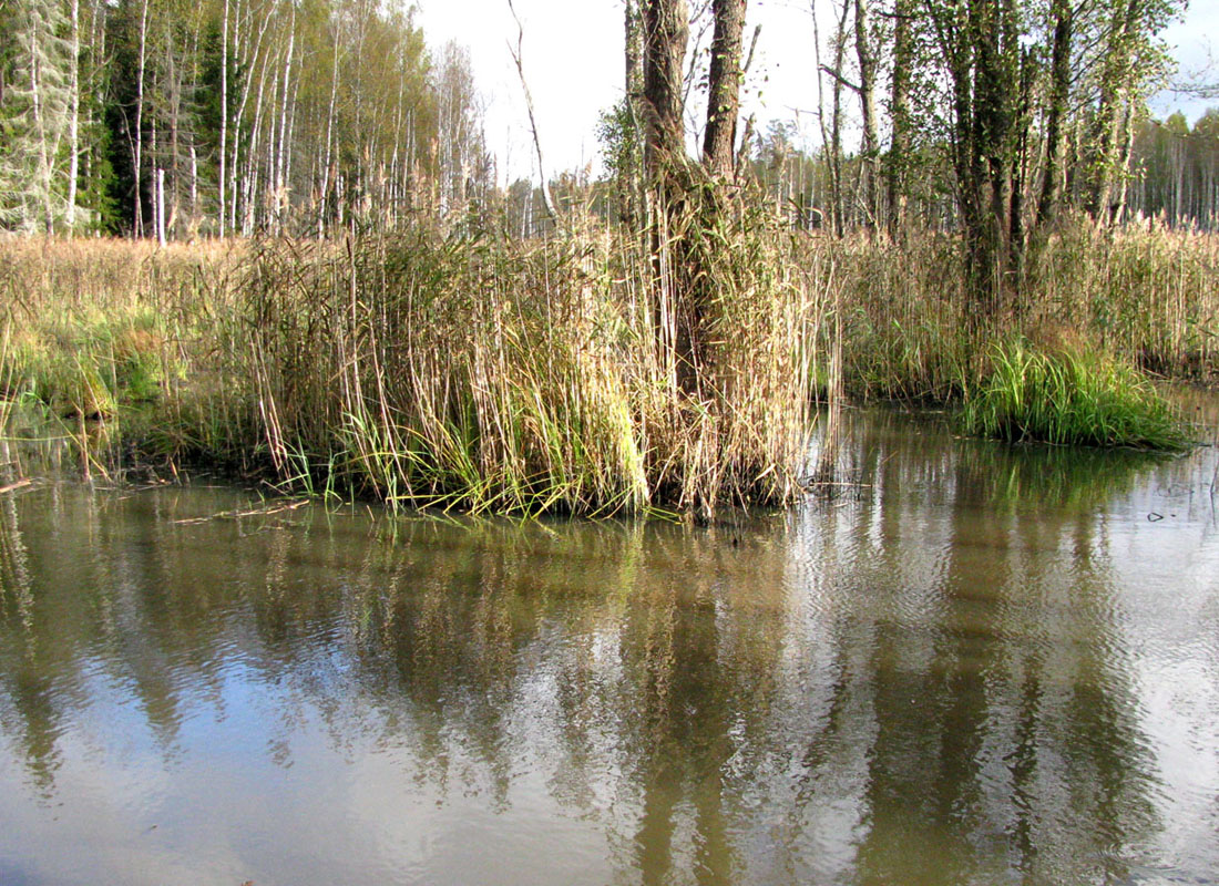 Приокско-Террасный заповедник, image of landscape/habitat.