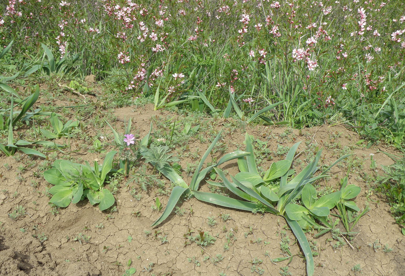 Кущёвский заказник, image of landscape/habitat.