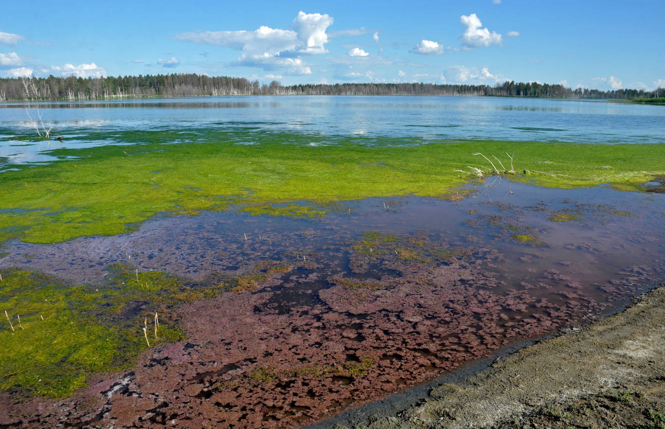 Окрестности села Гуселетово, image of landscape/habitat.