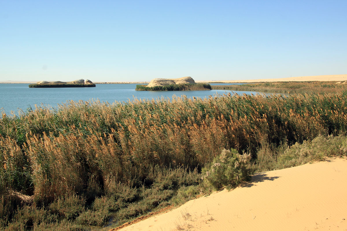 Вади-эль-Раян, image of landscape/habitat.