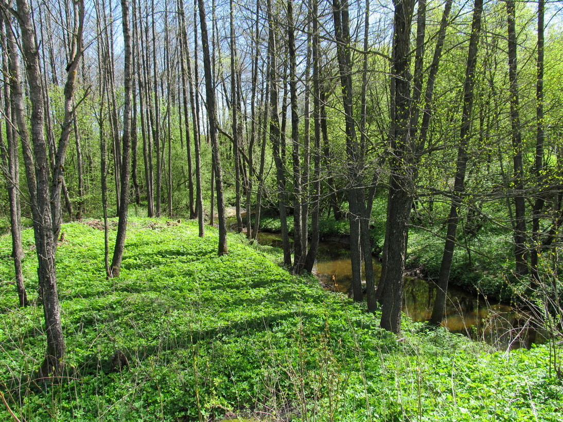 Радогоща, image of landscape/habitat.