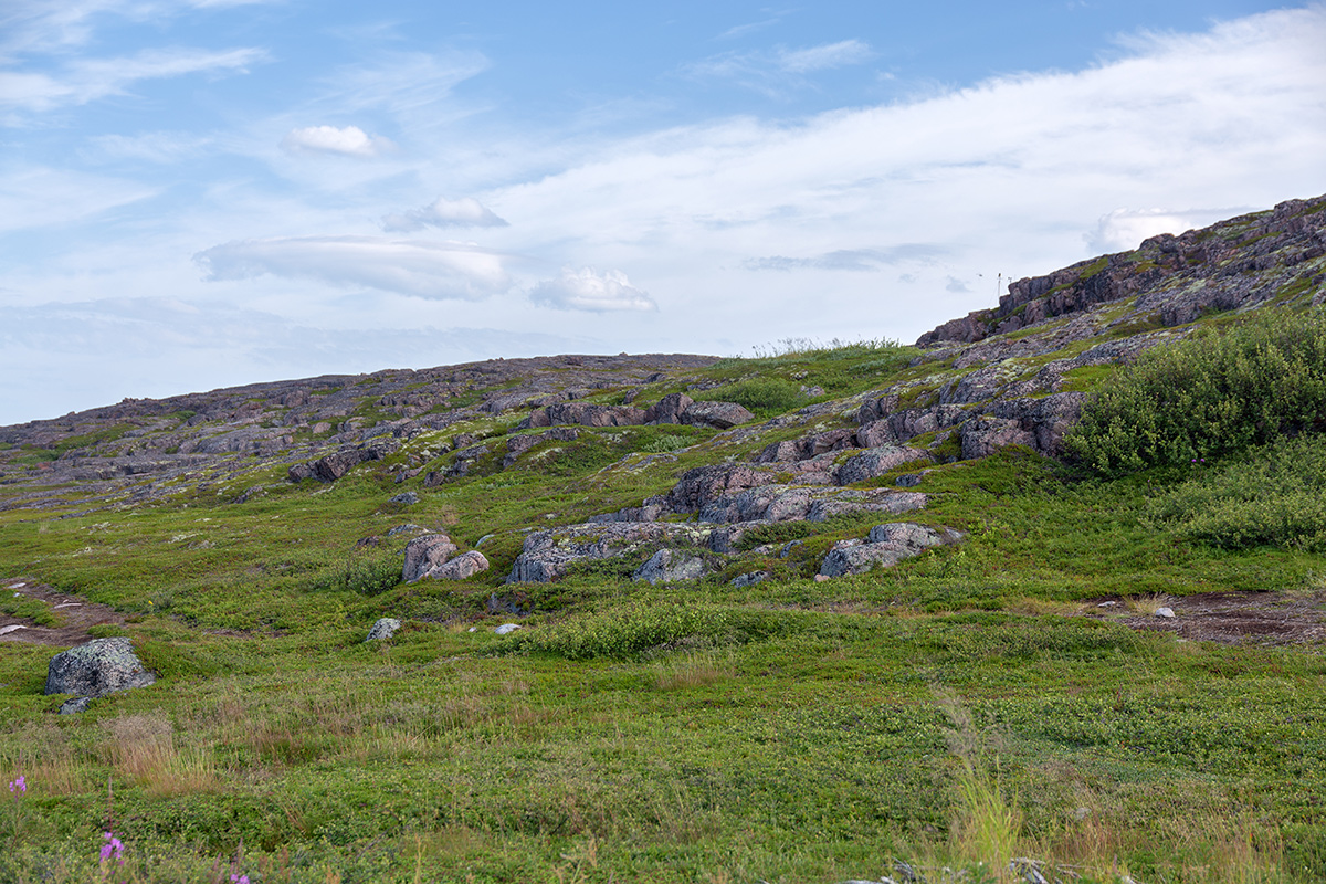 Териберка, image of landscape/habitat.