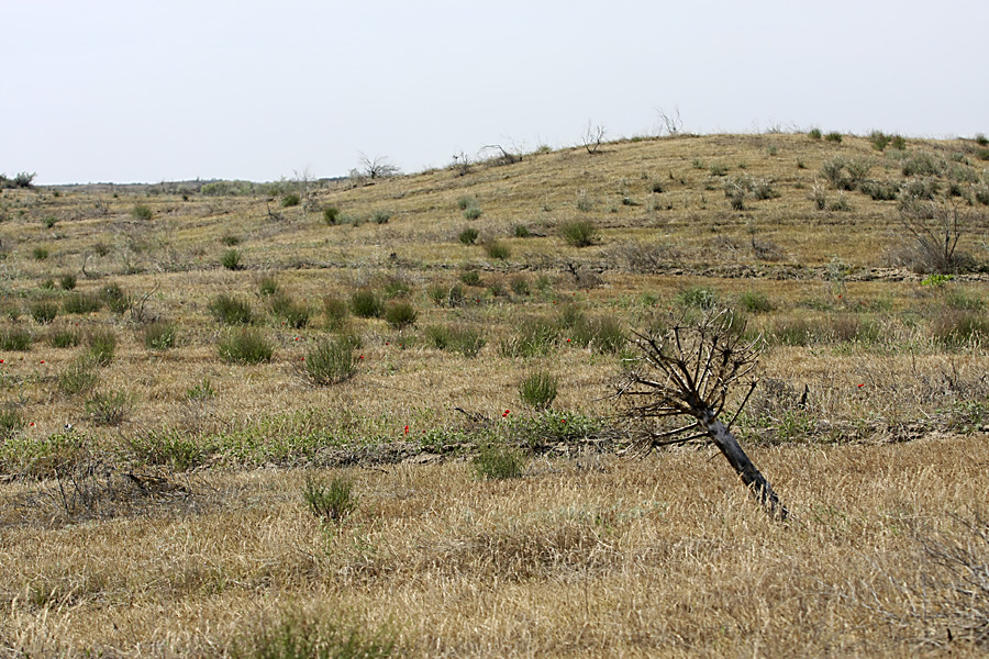 Кызылкум Восточный, image of landscape/habitat.