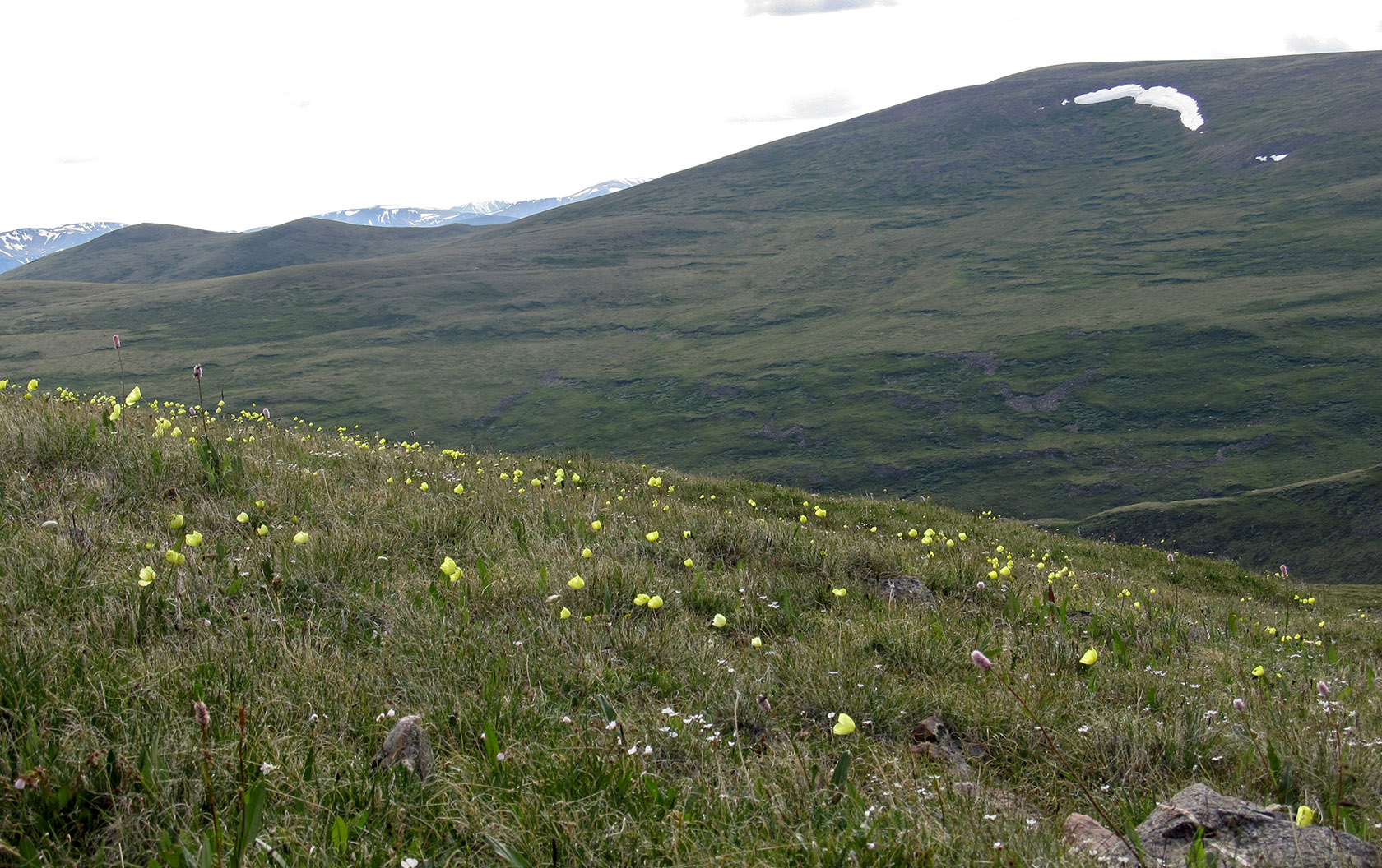 Монгун-Тайга, image of landscape/habitat.