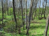 Незнаново, изображение ландшафта.