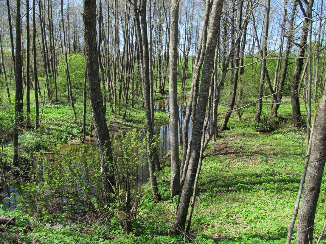 Незнаново, image of landscape/habitat.