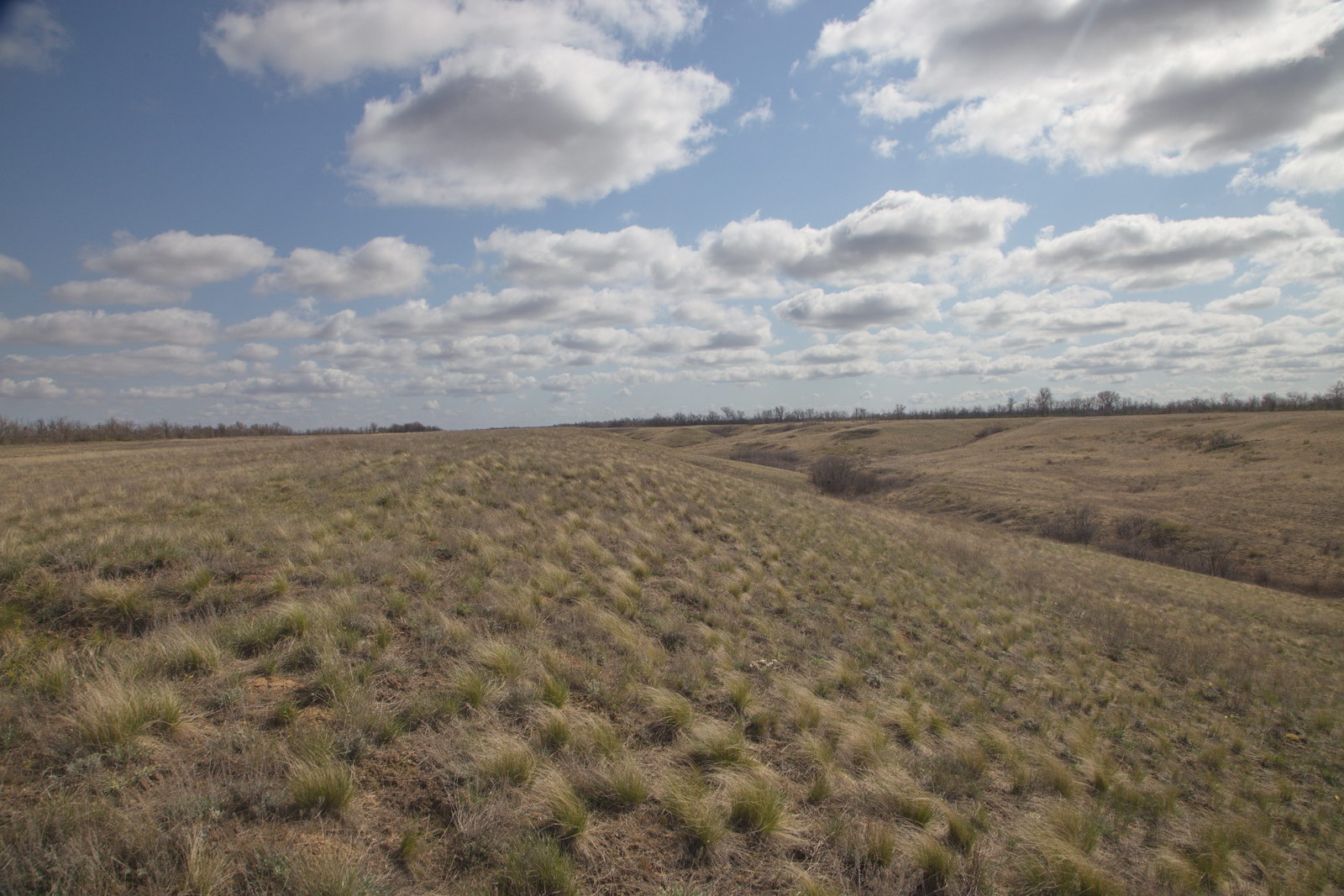 Балка Западная, image of landscape/habitat.