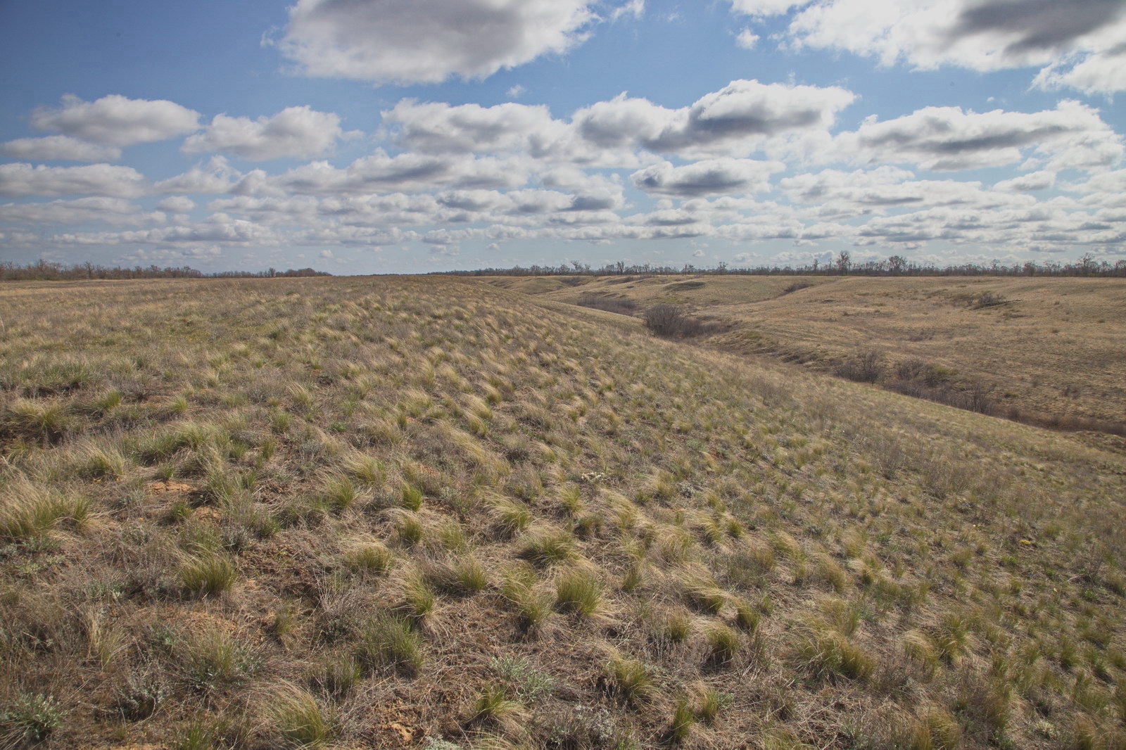 Балка Западная, image of landscape/habitat.