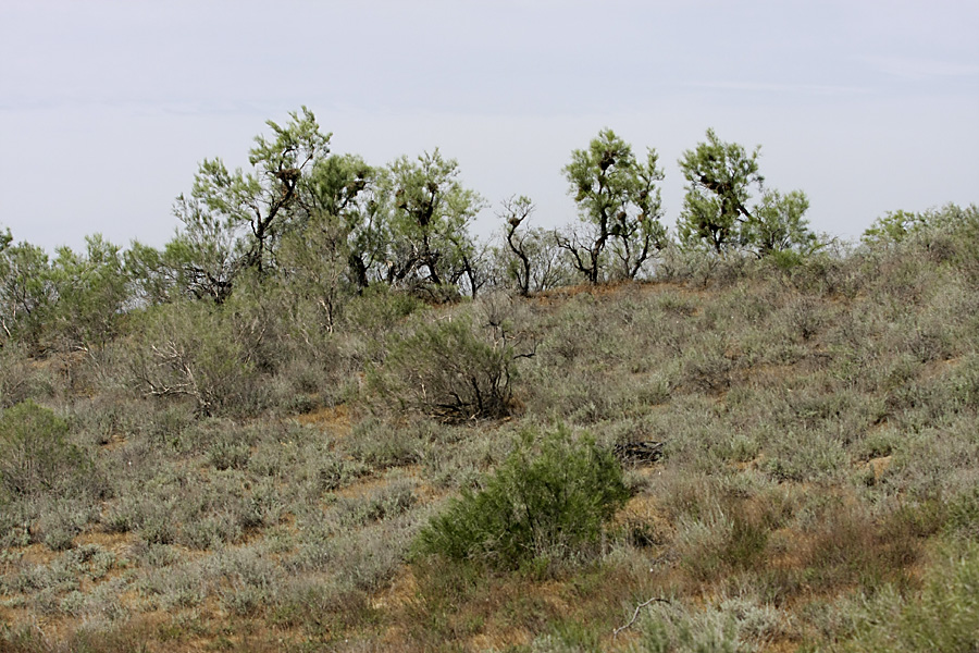 Кызылкум Восточный, image of landscape/habitat.