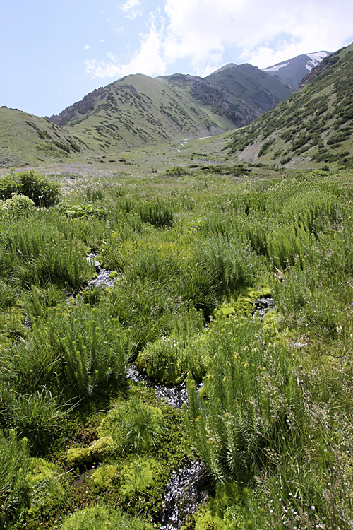 Ущелье Коксай, image of landscape/habitat.