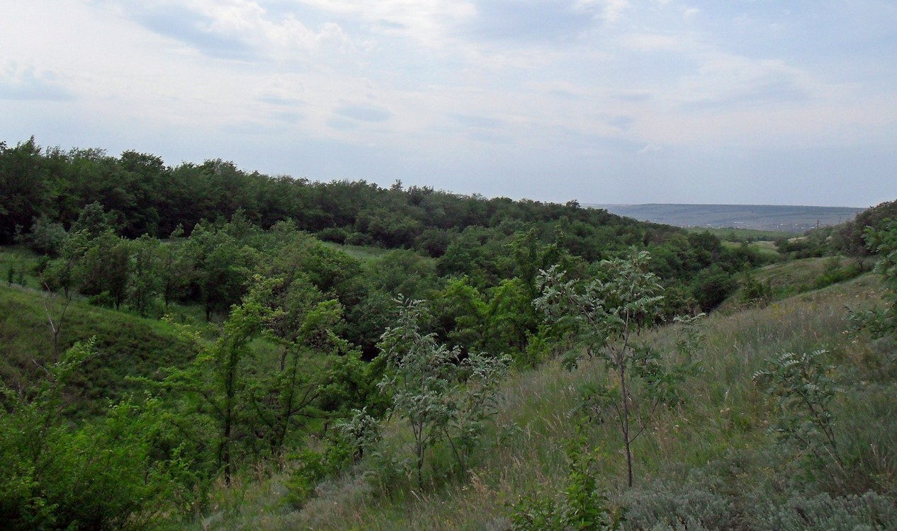 Луганск и окрестности, изображение ландшафта.