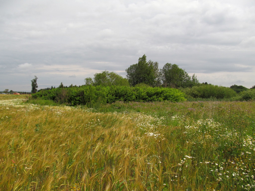 Городиловка, image of landscape/habitat.