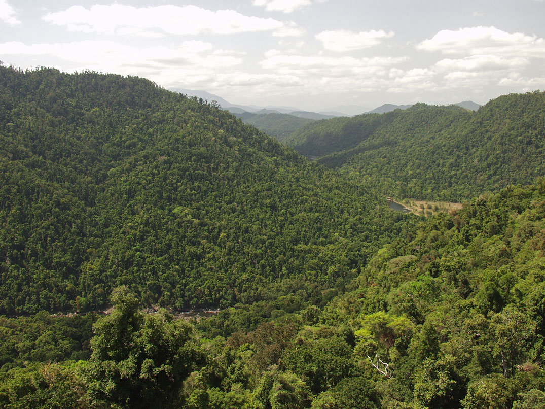 Mamu Tropical Skywalk, image of landscape/habitat.